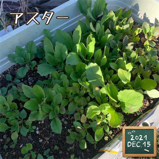 f:id:morinobanana:20220129165844j:image f:id:morinobanana:20220129165844j:image