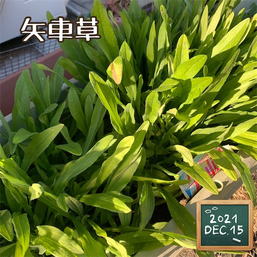 f:id:morinobanana:20220129165848j:image f:id:morinobanana:20220129165848j:image