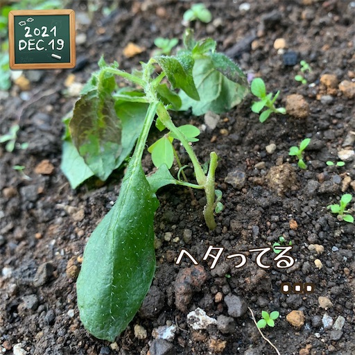 f:id:morinobanana:20220129233219j:image f:id:morinobanana:20220129233219j:image