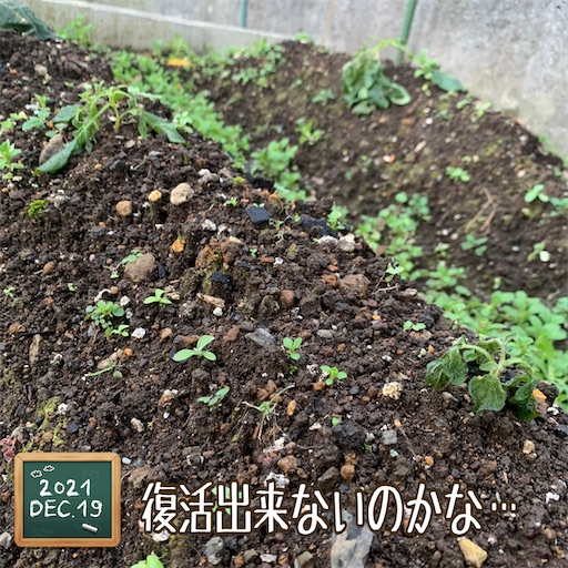 f:id:morinobanana:20220129233222j:image f:id:morinobanana:20220129233222j:image