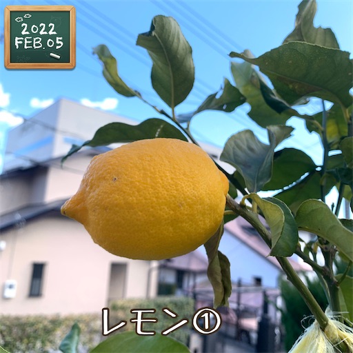 f:id:morinobanana:20220221161233j:image f:id:morinobanana:20220221161233j:image