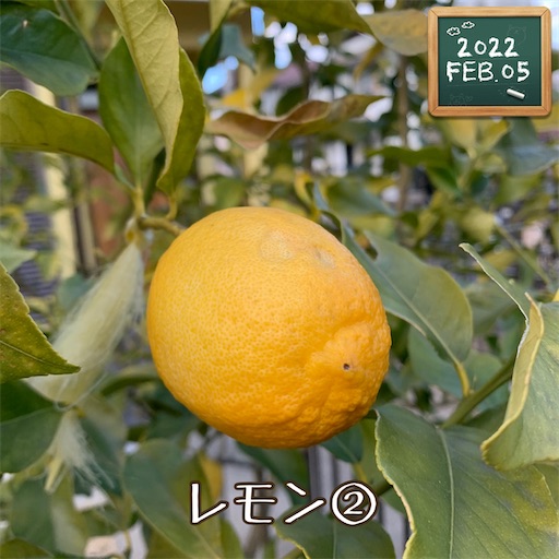 f:id:morinobanana:20220221161238j:image f:id:morinobanana:20220221161238j:image