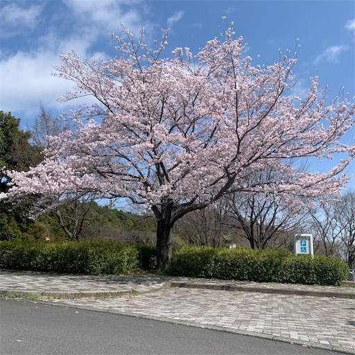 f:id:morinobanana:20220402100903j:image f:id:morinobanana:20220402100903j:image