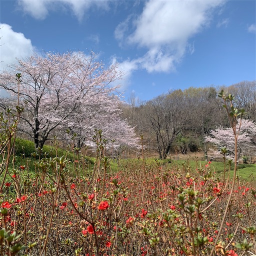 f:id:morinobanana:20220402134059j:image f:id:morinobanana:20220402134059j:image