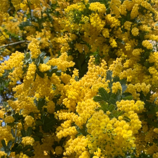 f:id:morinobanana:20220402152652j:image f:id:morinobanana:20220402152652j:image