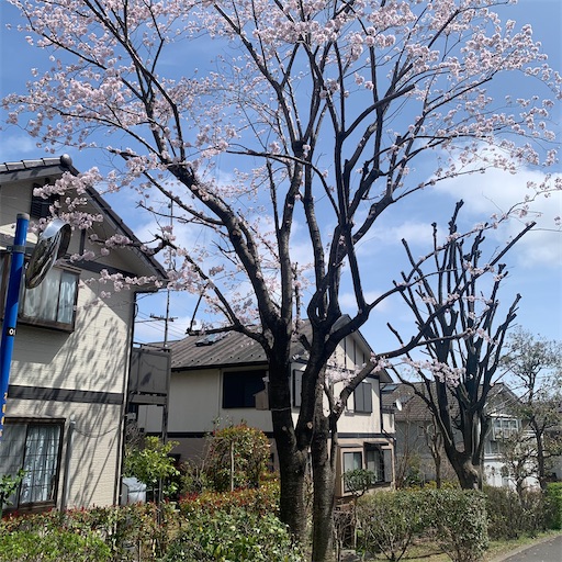 f:id:morinobanana:20220402152747j:image f:id:morinobanana:20220402152747j:image