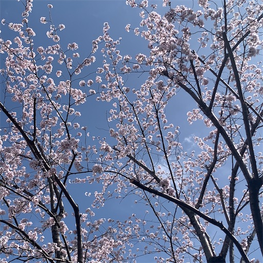 f:id:morinobanana:20220402152816j:image f:id:morinobanana:20220402152816j:image