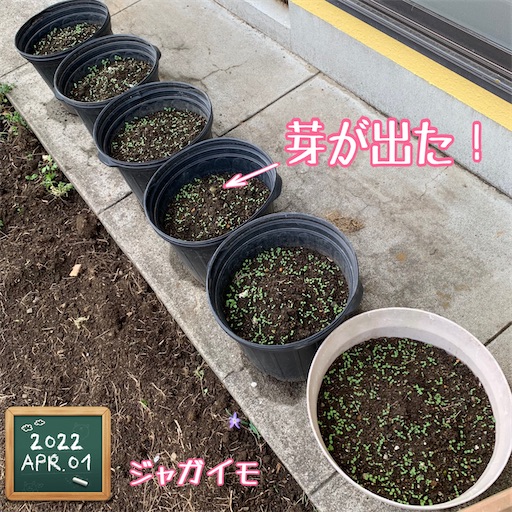 f:id:morinobanana:20220403143345j:image f:id:morinobanana:20220403143345j:image