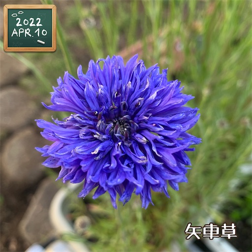 f:id:morinobanana:20220411221546j:image f:id:morinobanana:20220411221546j:image