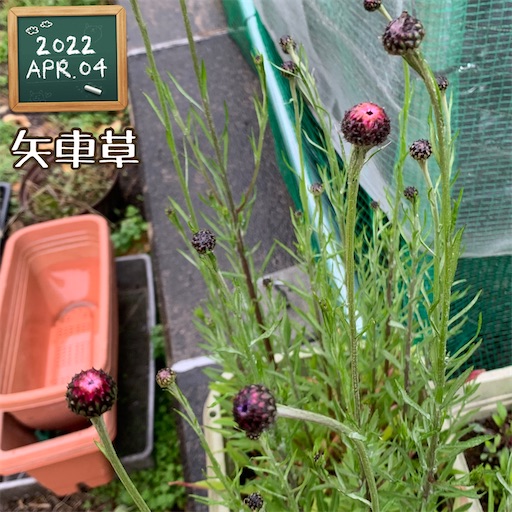 f:id:morinobanana:20220411222928j:image f:id:morinobanana:20220411222928j:image