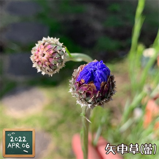 f:id:morinobanana:20220411223133j:image f:id:morinobanana:20220411223133j:image
