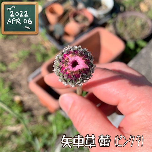 f:id:morinobanana:20220411223135j:image f:id:morinobanana:20220411223135j:image