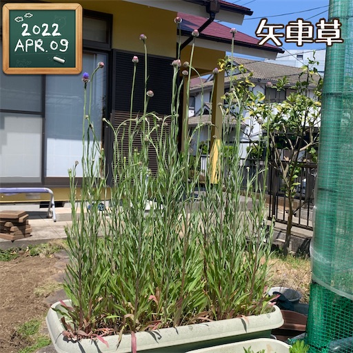 f:id:morinobanana:20220411223503j:image f:id:morinobanana:20220411223503j:image