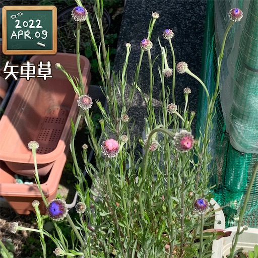 f:id:morinobanana:20220411223506j:image f:id:morinobanana:20220411223506j:image
