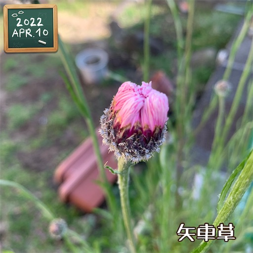 f:id:morinobanana:20220411223648j:image f:id:morinobanana:20220411223648j:image