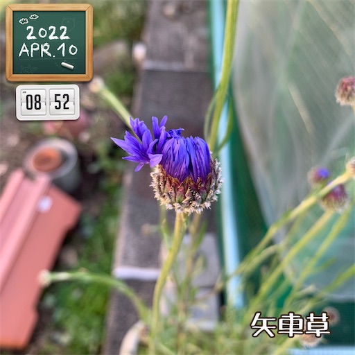 f:id:morinobanana:20220411223653j:image f:id:morinobanana:20220411223653j:image