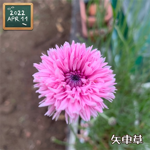 f:id:morinobanana:20220411223840j:image f:id:morinobanana:20220411223840j:image