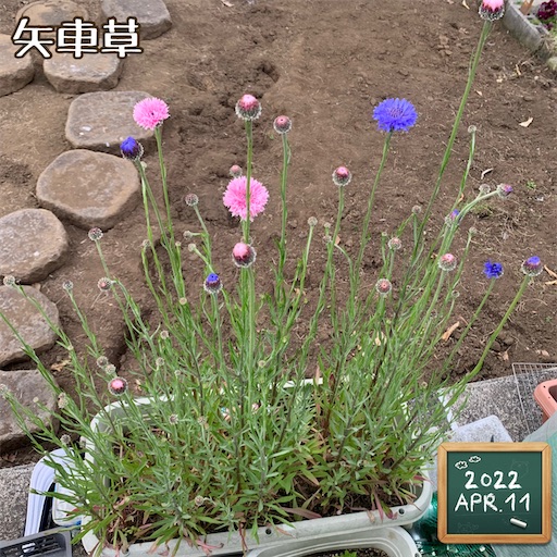 f:id:morinobanana:20220411223843j:image f:id:morinobanana:20220411223843j:image