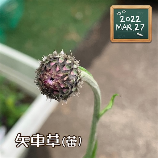 f:id:morinobanana:20220411232840j:image f:id:morinobanana:20220411232840j:image
