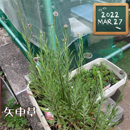 f:id:morinobanana:20220411232842j:image f:id:morinobanana:20220411232842j:image