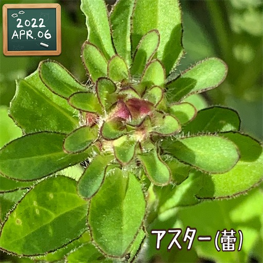f:id:morinobanana:20220420145700j:image f:id:morinobanana:20220420145700j:image