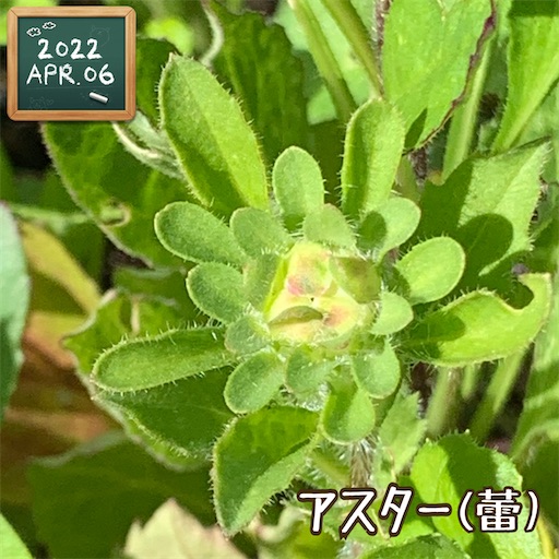 f:id:morinobanana:20220420145702j:image f:id:morinobanana:20220420145702j:image