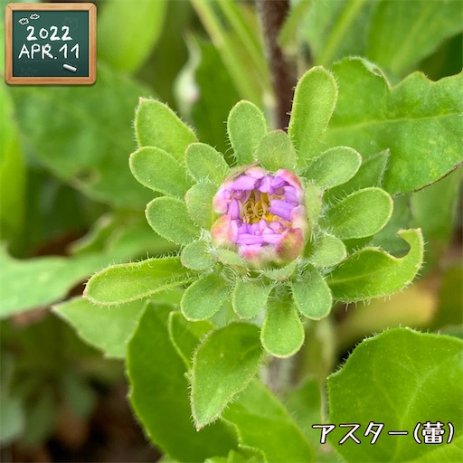 f:id:morinobanana:20220420150032j:image f:id:morinobanana:20220420150032j:image