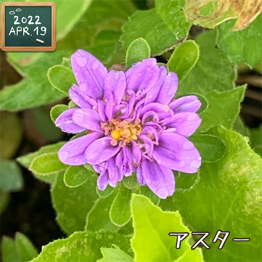 f:id:morinobanana:20220420150411j:image f:id:morinobanana:20220420150411j:image