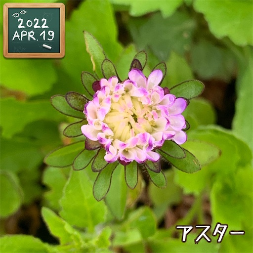 f:id:morinobanana:20220420150414j:image f:id:morinobanana:20220420150414j:image