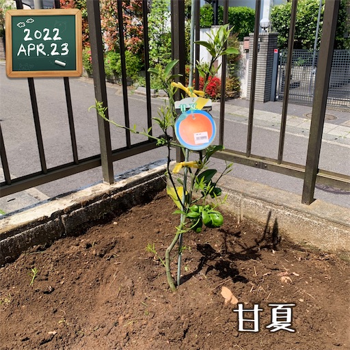 f:id:morinobanana:20220424220003j:image f:id:morinobanana:20220424220003j:image