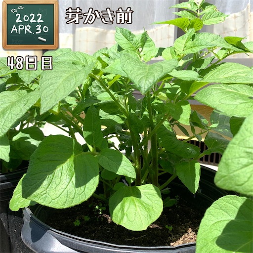 f:id:morinobanana:20220430120839j:image f:id:morinobanana:20220430120839j:image