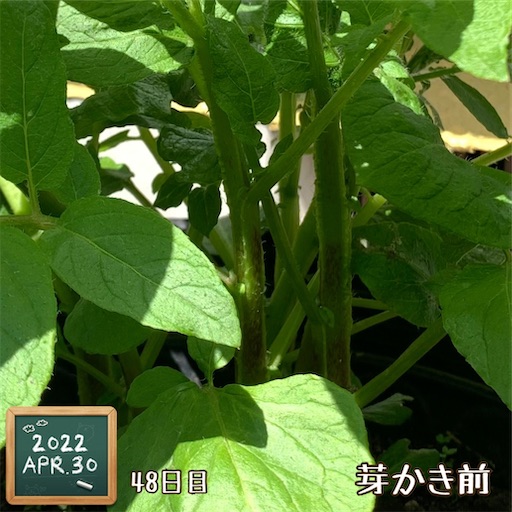 f:id:morinobanana:20220430120844j:image f:id:morinobanana:20220430120844j:image