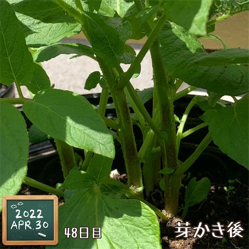 f:id:morinobanana:20220430120909j:image f:id:morinobanana:20220430120909j:image