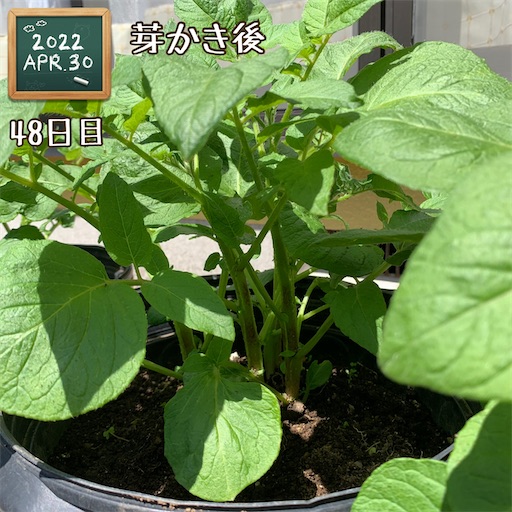 f:id:morinobanana:20220430120914j:image f:id:morinobanana:20220430120914j:image