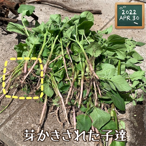 f:id:morinobanana:20220430120931j:image f:id:morinobanana:20220430120931j:image