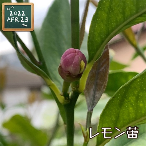 f:id:morinobanana:20220511211220j:image f:id:morinobanana:20220511211220j:image