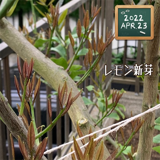 f:id:morinobanana:20220511211747j:image f:id:morinobanana:20220511211747j:image