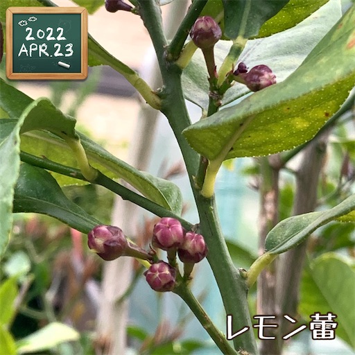 f:id:morinobanana:20220511211749j:image f:id:morinobanana:20220511211749j:image