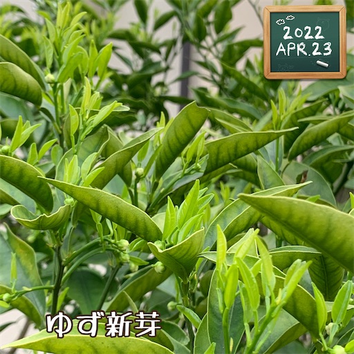 f:id:morinobanana:20220511212112j:image f:id:morinobanana:20220511212112j:image