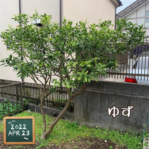 f:id:morinobanana:20220511212117j:image f:id:morinobanana:20220511212117j:image