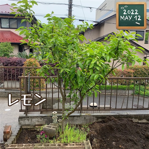 f:id:morinobanana:20220512152204j:image f:id:morinobanana:20220512152204j:image