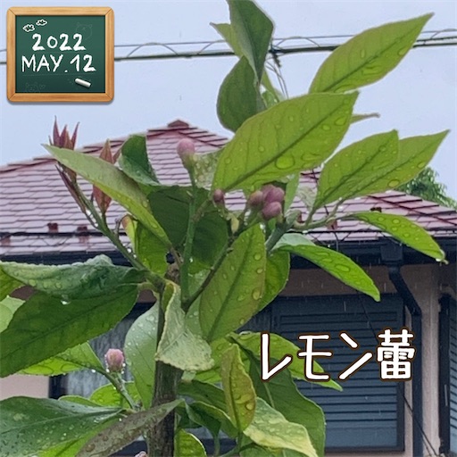 f:id:morinobanana:20220512152207j:image f:id:morinobanana:20220512152207j:image