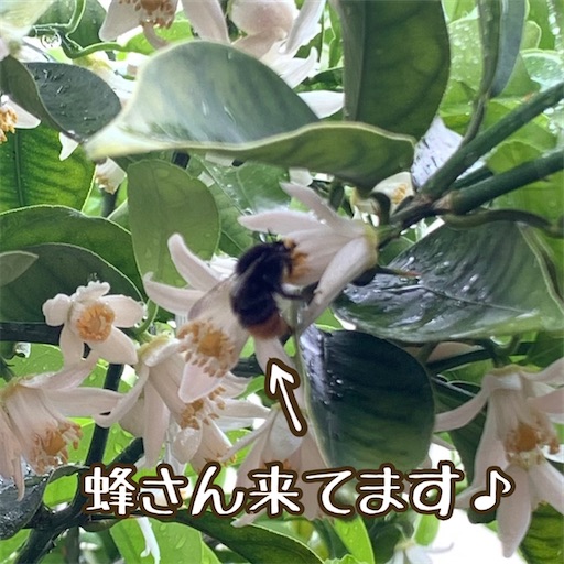 f:id:morinobanana:20220512152619j:image f:id:morinobanana:20220512152619j:image