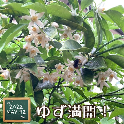 f:id:morinobanana:20220512152622j:image f:id:morinobanana:20220512152622j:image