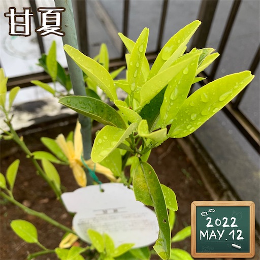f:id:morinobanana:20220512152726j:image f:id:morinobanana:20220512152726j:image