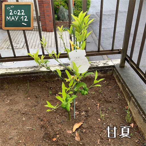 f:id:morinobanana:20220512152728j:image f:id:morinobanana:20220512152728j:image