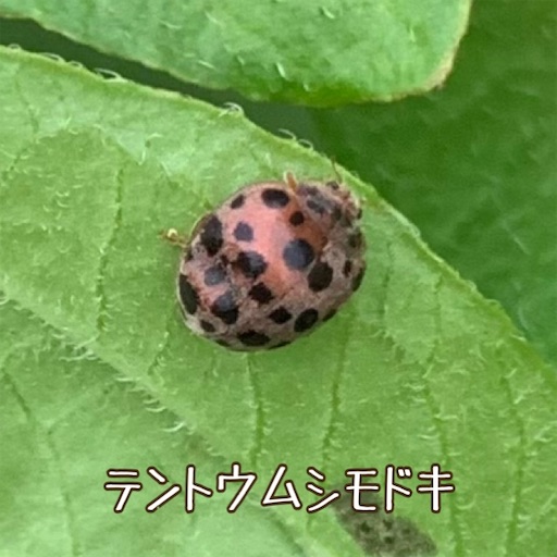f:id:morinobanana:20220525152336j:image f:id:morinobanana:20220525152336j:image