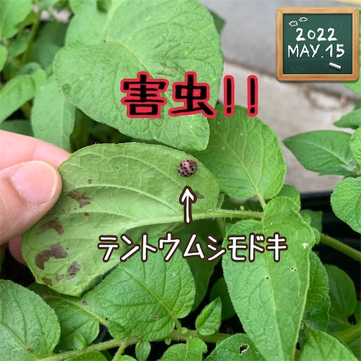 f:id:morinobanana:20220525152339j:image f:id:morinobanana:20220525152339j:image