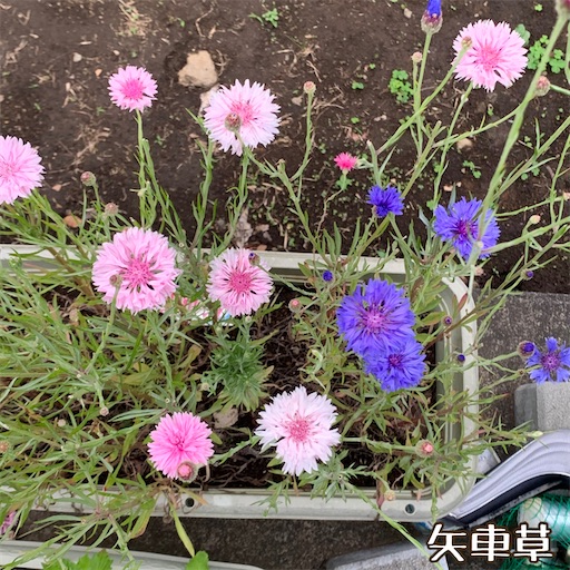 f:id:morinobanana:20220525152754j:image f:id:morinobanana:20220525152754j:image