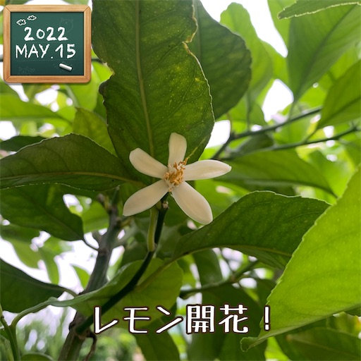 f:id:morinobanana:20220525152817j:image f:id:morinobanana:20220525152817j:image